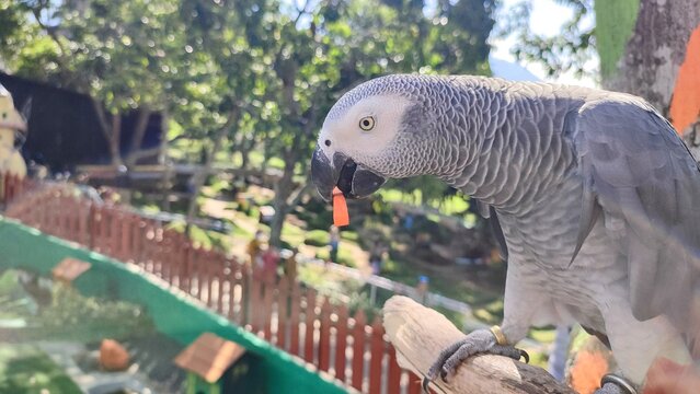 An African gray parrot (Psittacus erithacus) pearch on a fence at a zoo