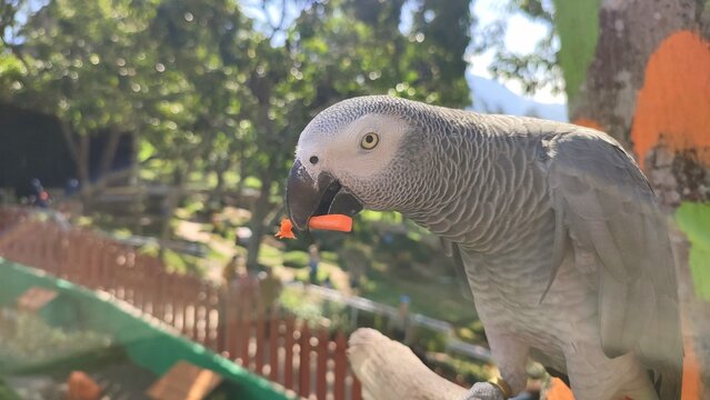 An African gray parrot (Psittacus erithacus) pearch on a fence at a zoo