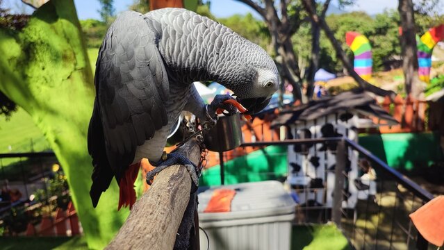 An African gray parrot (Psittacus erithacus) pearch on a fence at a zoo