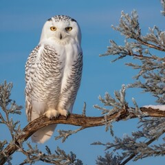 Fototapeta premium A snowy owl perched on a frosty tree branch in the tundra