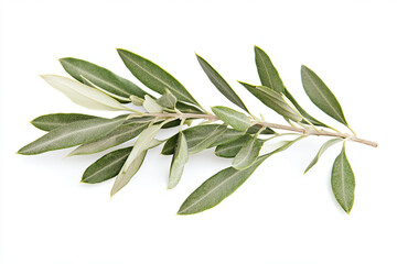 Olive twig isolated on white background