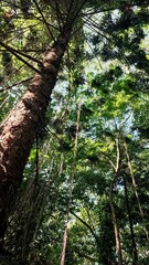 Low angle view of tree trunk with forest background. Empty blank copy text space.
