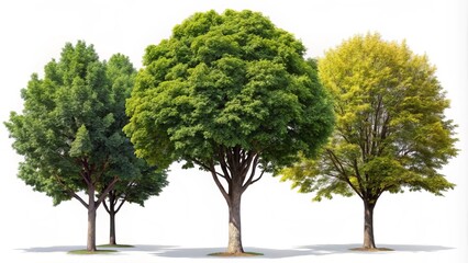 Captivating Set of Sycamore and Maple Street Trees in Overcast Light, Perfectly Isolated PNG on Transparent Background for Candid Photography Projects