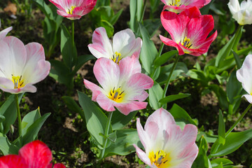Beautiful tulip flower garden. The Expo 70 Commemorative Park, Osaka, Japan