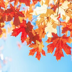 Fototapeta premium Vibrant autumn leaves against a clear blue sky.