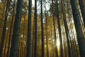 Fototapeta premium Sunbeams Filtering Through a Golden Forest, Captured in a Photo - Generative AI Photo
