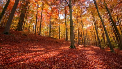 Obraz premium A vibrant autumn forest, colorful leaves in red, orange, and yellow with a carpet of fallen foliage.