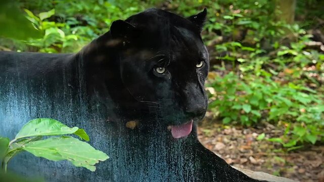 Panthera onca (Jaguar negro)