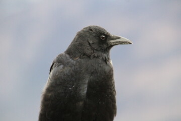 crow on a branch