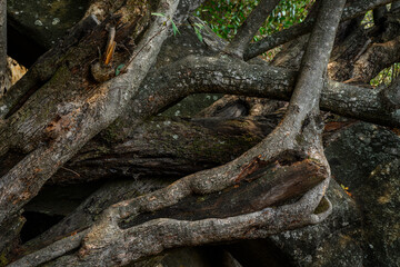 Fototapeta premium Tree branches growing amongst the rocks at Domboshawa, Zimbabwe