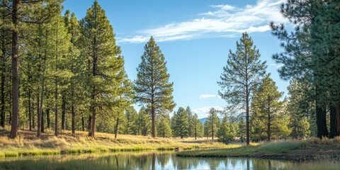 Obraz premium A serene view of a group of tall pine trees in a tranquil forest setting, highlighting their natural beauty.