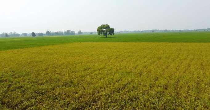 Drone view of a single tree in a plain farmland with yellow barley and rice fields, symbolizing the agricultural power sustaining life in Nepal&rsquo;s Terai region, surrounded by lush greenery and serenity
