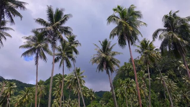 Plantation farmland line row of coconut palm trees Papara Tavera Tahiti Island French Polynesia aerial drone Papeete Tautira Taiarapu Monoi evening afternoon dusk sunset clouds forward looking up