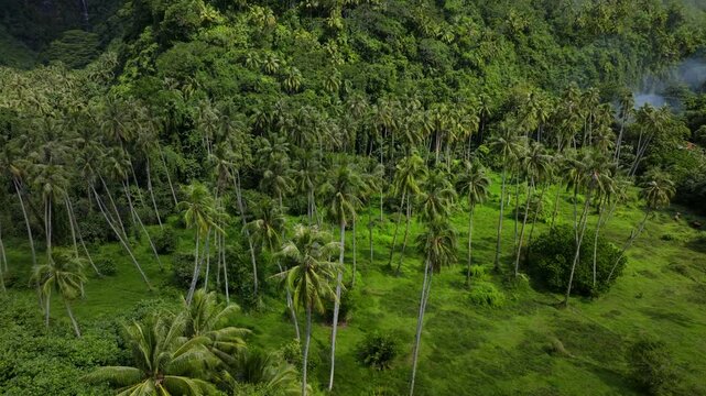 Papara Tavera Tahiti Island line row of coconut palm trees plantation farmland French Polynesia aerial drone Papeete Tautira Taiarapu mountain sunny daylight forward pan down birdseye view