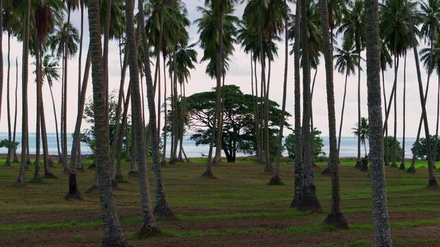 Papara Tavera Tahiti Island line row of coconut palm trees plantation farmland French Polynesia aerial drone Papeete Tautira Taiarapu Monoi evening afternoon sunset cloudy South Pacific Ocean forward