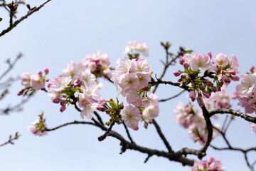 Branches of sakura flowers, cherry blossom