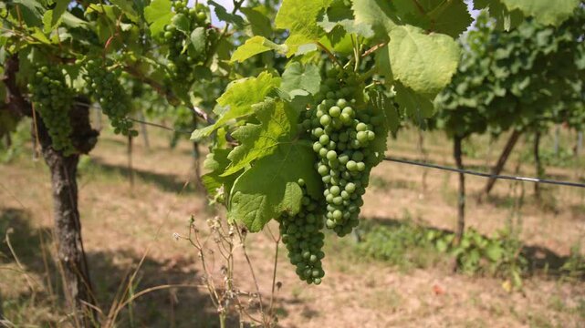 Hanging Green Cluster Of Grapes For Verjuice Production. Pullback Shot