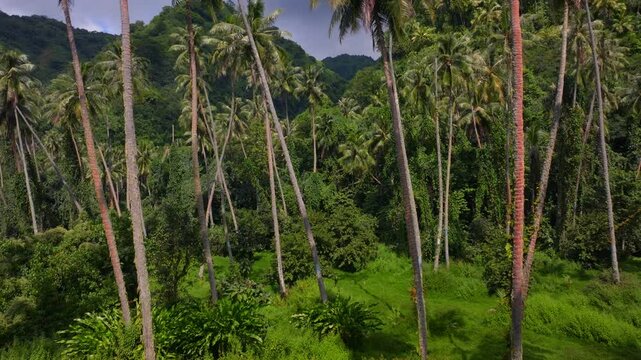 Row of coconut palm trees plantation North Shore Tahiti island French Polynesia aerial drone Vallee de Tautira Bay Taiarapu Papara Tavera Tautira Vaitepiha sunny cloudy mountain backwards pan up