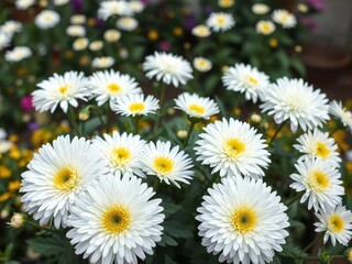 Fototapeta premium White chrysanthemum blooms with a few bright yellow accents in a garden setting, greenery, white, outdoor