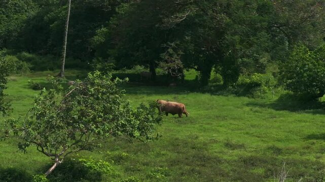 Cow walking coconut palm trees plantation farmland North Shore Tahiti island French Polynesia aerial drone Vallee de Tautira Bay Taiarapu Papara Tavera Tautira Vaitepiha animal circle right motion