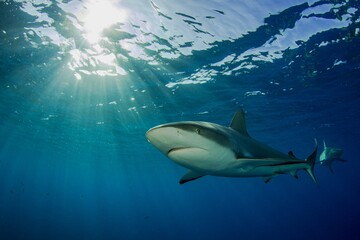 Obraz premium Caribbean Reef Shark with the sunlight in it´s back