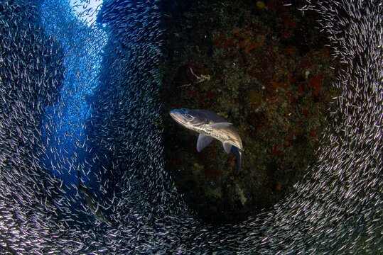 Tarpon hunting silversides in a coral canyon