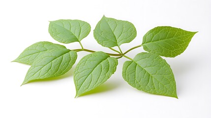 Fototapeta premium Sprig of vibrant green leaves isolated on white background.