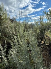 sage in the mountains