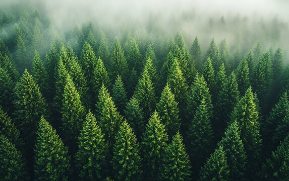 A flourishing forestation project focused on CO2 capture, environmental sustainability, and enhancing ESG reporting for businesses committed to responsible ecopractices