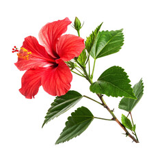 High-resolution red hibiscus flower and green leaves, ideal for floral arrangements, botanical illustrations, and digital artwork