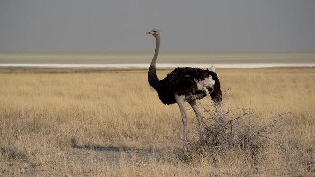 Ostrich looking around in the Etosha National Park in Namibia in Africa.