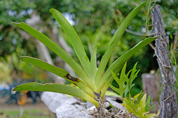 L'orchidée