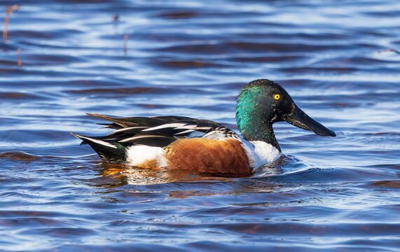 duck on the water - Powered by Adobe