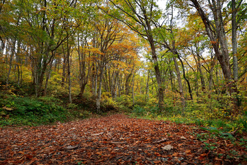 Naklejka premium road crossing the forest during autumn season