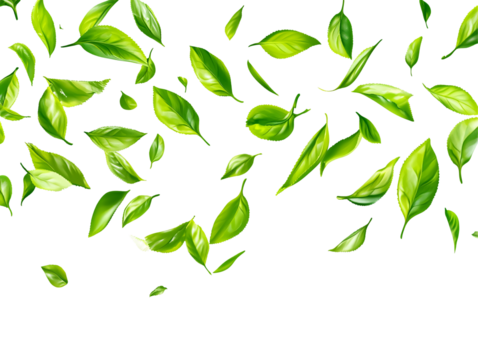 a group of green leaves