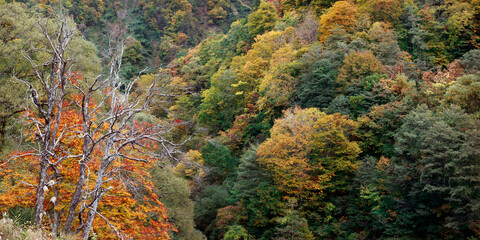 Forest in Japan during autumn season