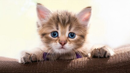 Adorable fluffy kitten with soft fur and curious look exploring indoors  
