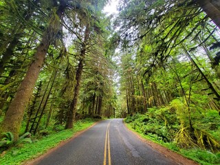 Obraz premium Road in the woods