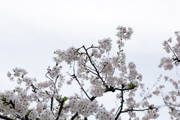 Branches of sakura flowers, cherry blossom