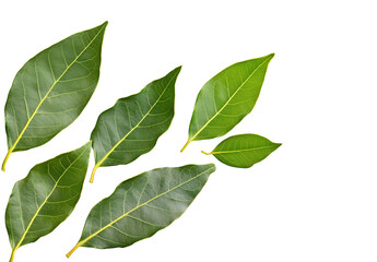 Fototapeta premium Fresh green bay leaves isolated on white, top view