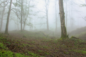 Obraz premium Trees along the pathway in the foggy forest are covered with moss, Foggy forest, Tree trunks, Pathway, Spring, Misty