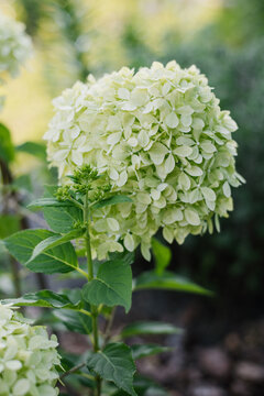 Pale lime with white inflorescences of paniculate hydrangea Pixio in summer