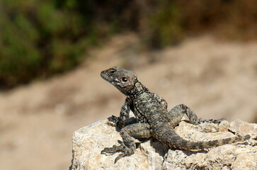 A lizard sits on a rock and basks in the sun
