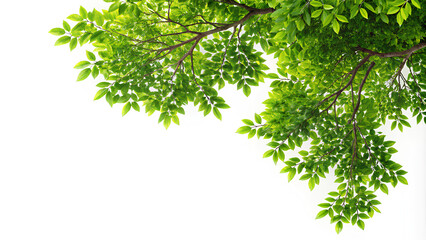 Tree foliage leaves corner, on isolate white background.png