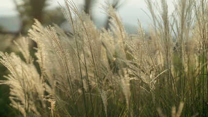 Obraz premium Golden grass in sunlit field