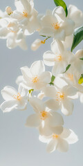 Fototapeta premium Elegant White Jasmine Blossoms in Sunlit Garden