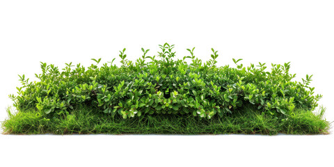 Obraz premium Lush Green Hedge: Vibrant Foliage and Grassy Base