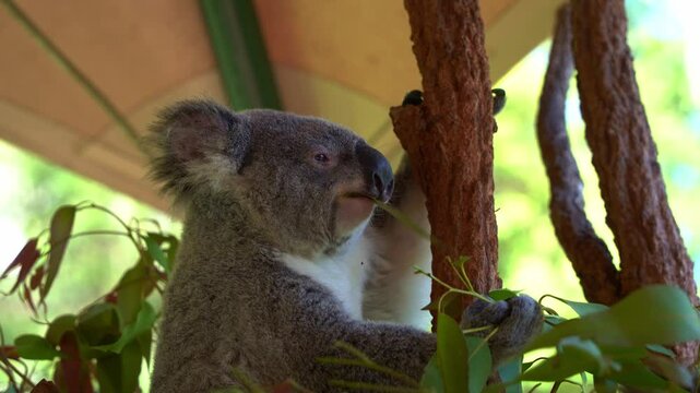 Cute koala, phascolarctos cinereus spotted hanging on the tree, munching on the eucalyptus leaves, close up shot of Australian native animal species.