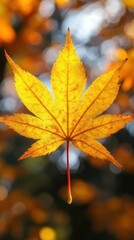 Obraz premium A vibrant yellow maple leaf against a blurred background.