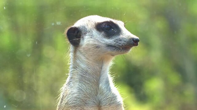 African small mongoose, meerkat, suricata suricatta on sentry duty, perch on a high point, guarding the perimeter.